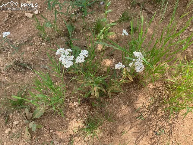 a view of a flower in a garden