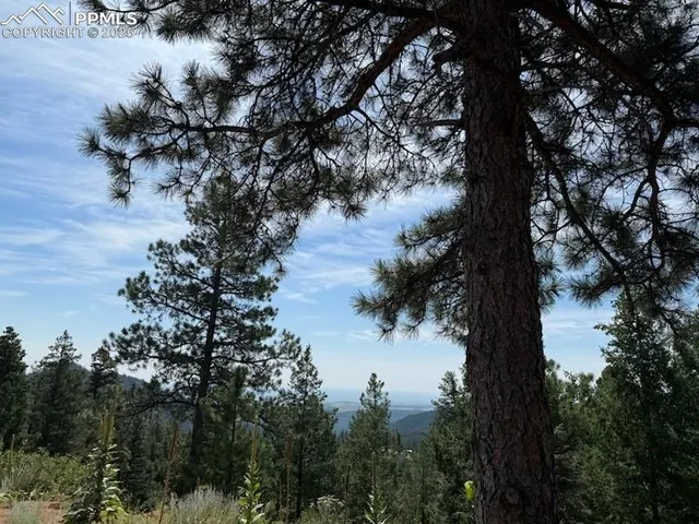 a view of a tree in a yard