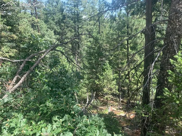 a view of a lush green forest