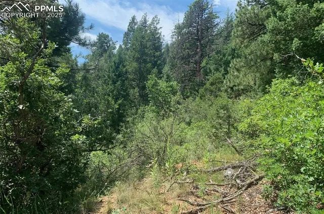 a view of a forest with plants and large trees