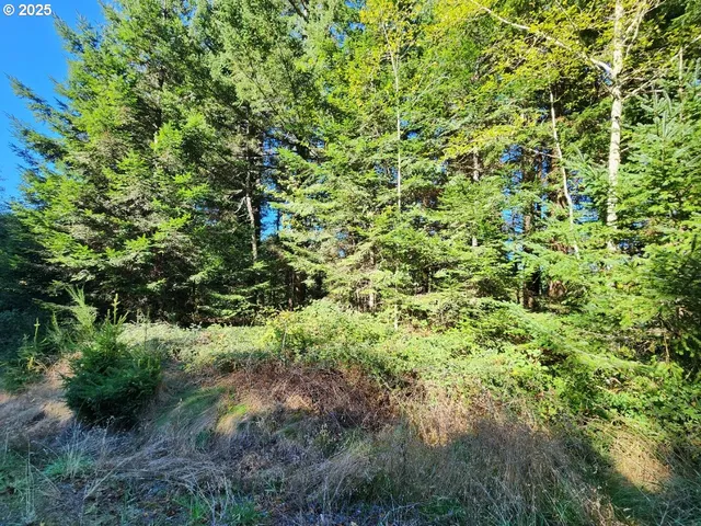 a view of a lush green forest with large trees