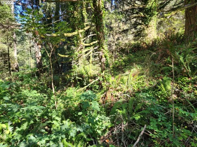 a view of a large yard with lots of bushes