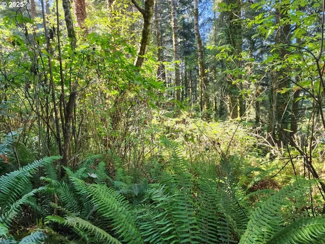 a view of a lush green forest