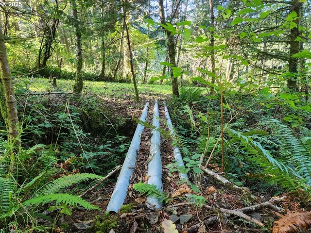 a view of a garden with plants