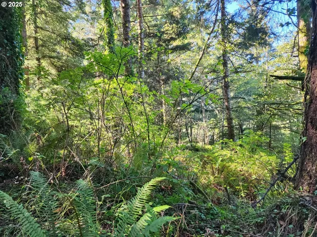 a view of a lush green forest