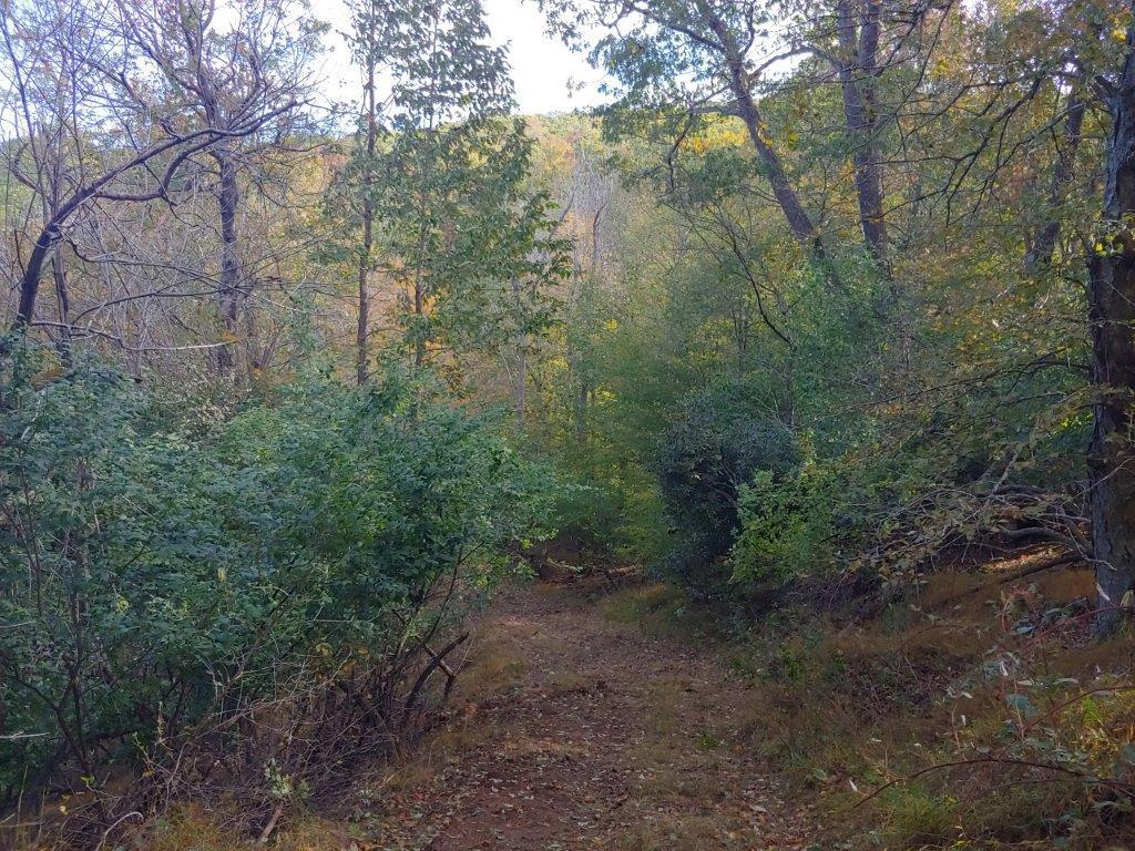 0 Old Fields Road Floyd, VA 24091 - Photo 11 of 37 a view of a forest filled with trees
