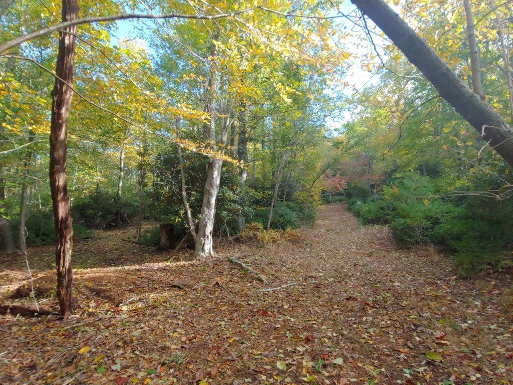 0 Old Fields Road Floyd, VA 24091 - Photo 12 of 37 a view of a forest with trees in the background