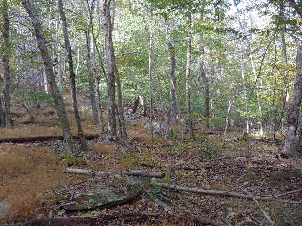 0 Old Fields Road Floyd, VA 24091 - Photo 15 of 37 a view of a forest with trees