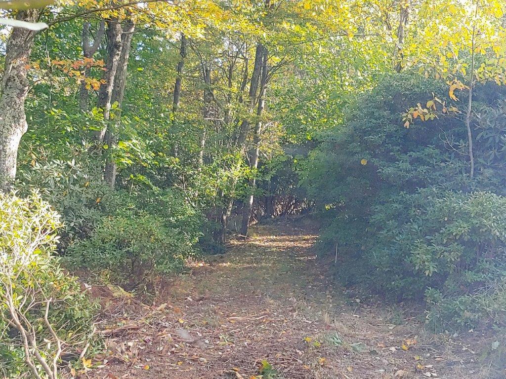 0 Old Fields Road Floyd, VA 24091 - Photo 2 of 37 a view of outdoor space and trees