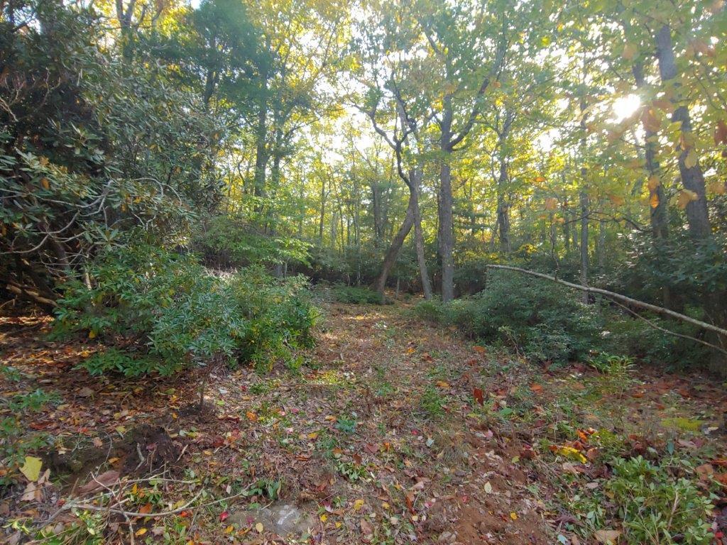 0 Old Fields Road Floyd, VA 24091 - Photo 22 of 37 a view of a forest with trees in front of it