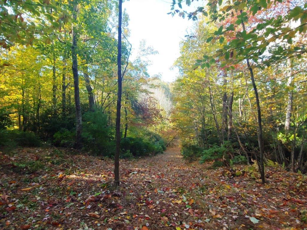 0 Old Fields Road Floyd, VA 24091 - Photo 23 of 37 a view of a forest filled with trees
