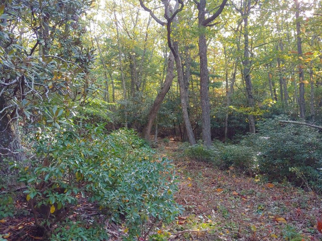 0 Old Fields Road Floyd, VA 24091 - Photo 25 of 37 a view of a forest with trees in the background