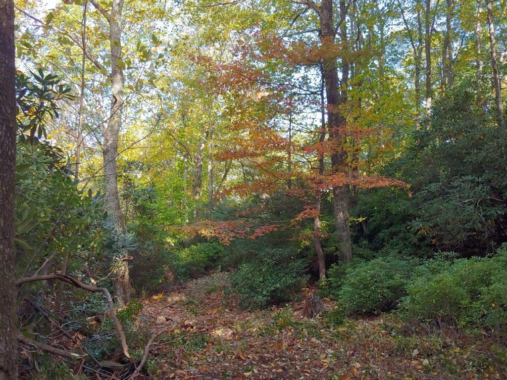 0 Old Fields Road Floyd, VA 24091 - Photo 27 of 37 a view of a forest with trees in the background