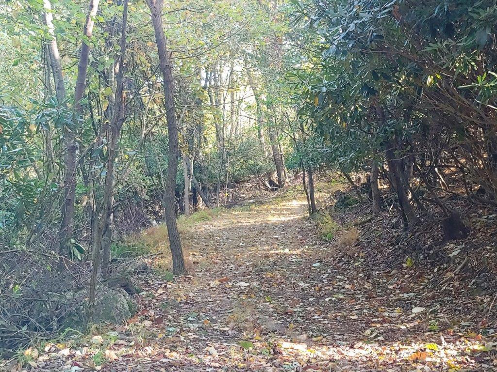 0 Old Fields Road Floyd, VA 24091 - Photo 3 of 37 a view of outdoor space and trees