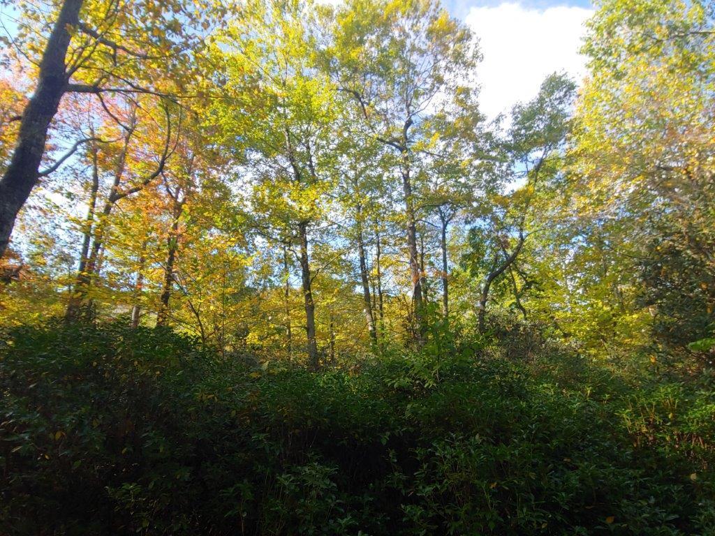 0 Old Fields Road Floyd, VA 24091 - Photo 31 of 37 a view of forest