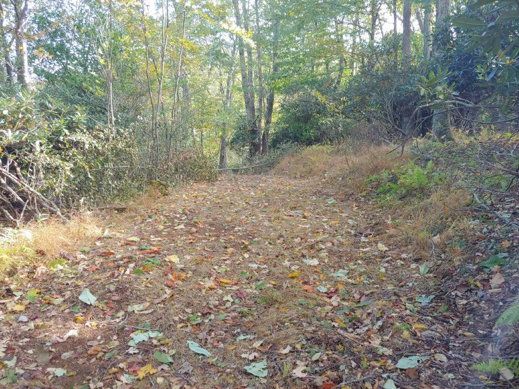 0 Old Fields Road Floyd, VA 24091 - Photo 7 of 37 a view of a forest with trees in the background