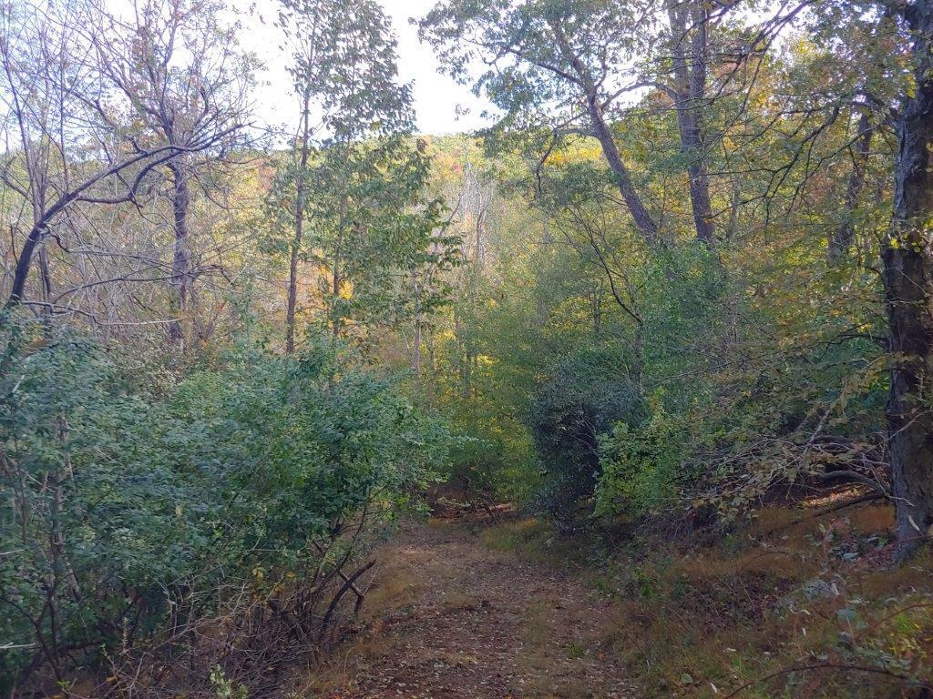 0 Old Fields Road Floyd, VA 24091 - Photo 10 of 37 a view of a forest with trees in the background