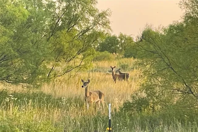 a view of yard with large tree