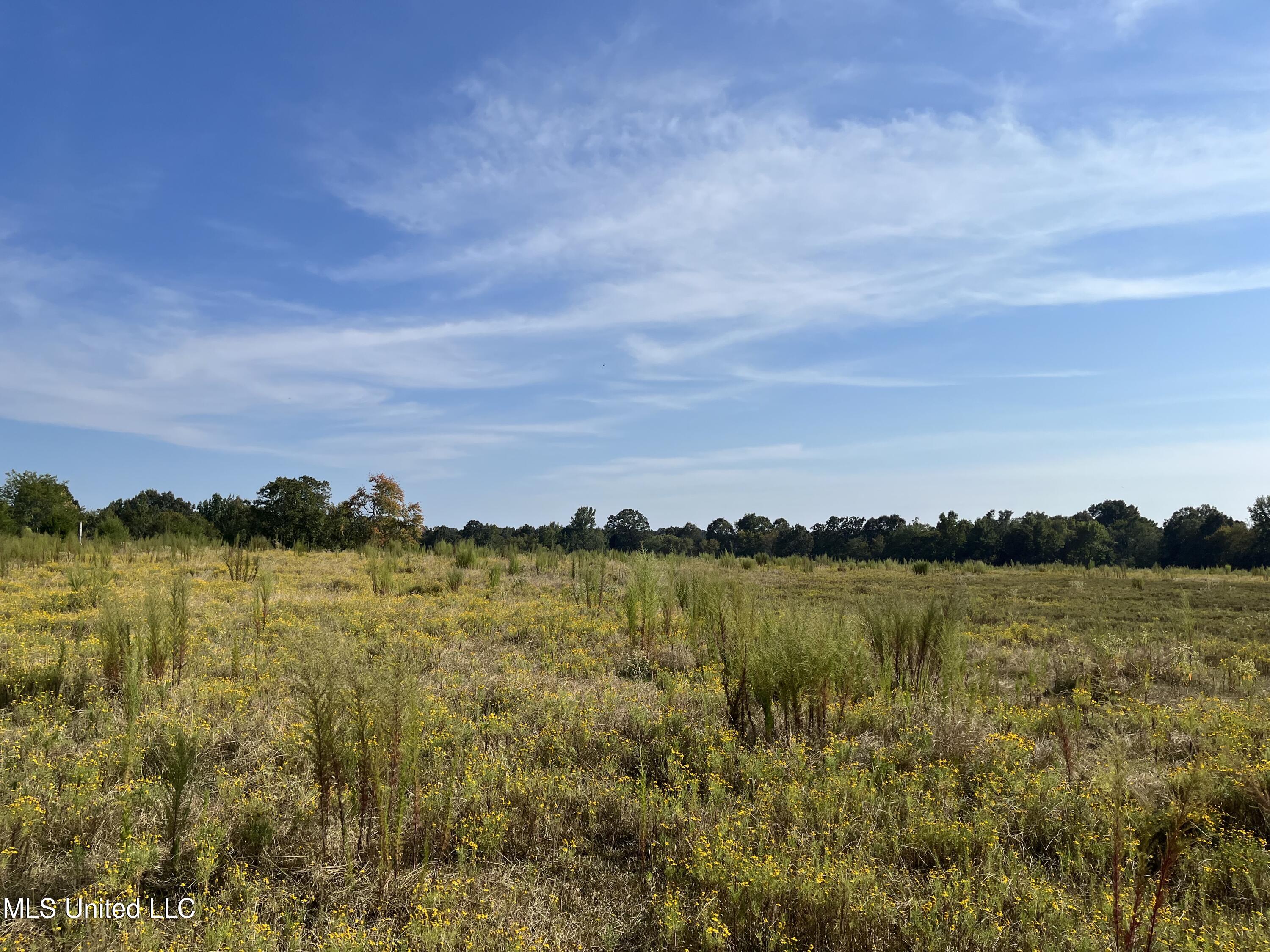 Gipson Road Holly Springs, MS 38635 - Photo 5 of 5 Left side past the trees