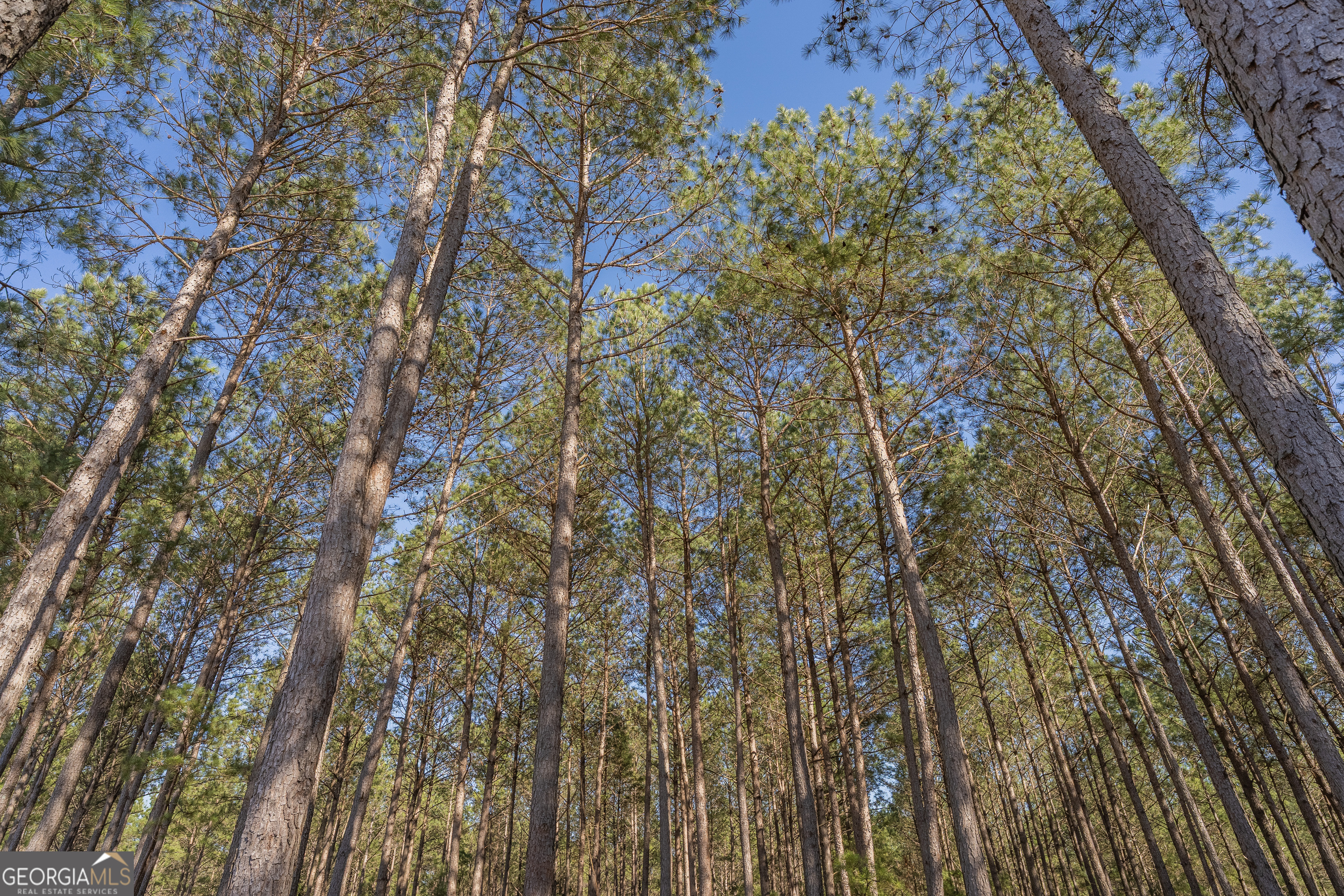 Lot 2 Ben Giddens Road Eastman, GA 31023 - Photo 10 of 10