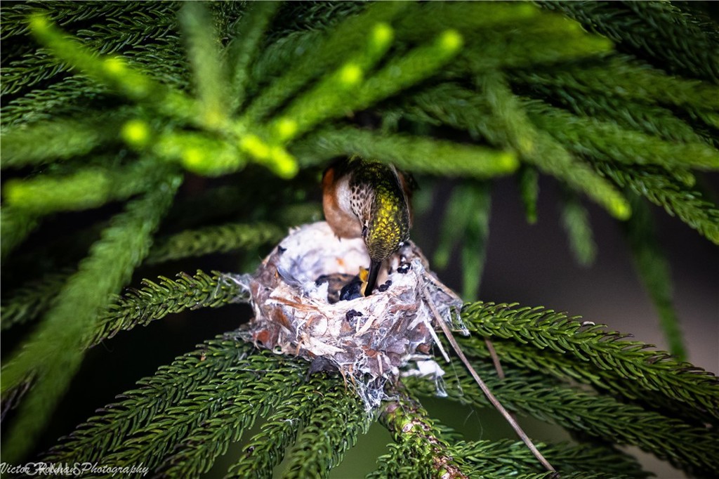 2216 El Capitan Drive Riverside, CA 92506 - Photo 16 of 39 a front view of a house with a yard