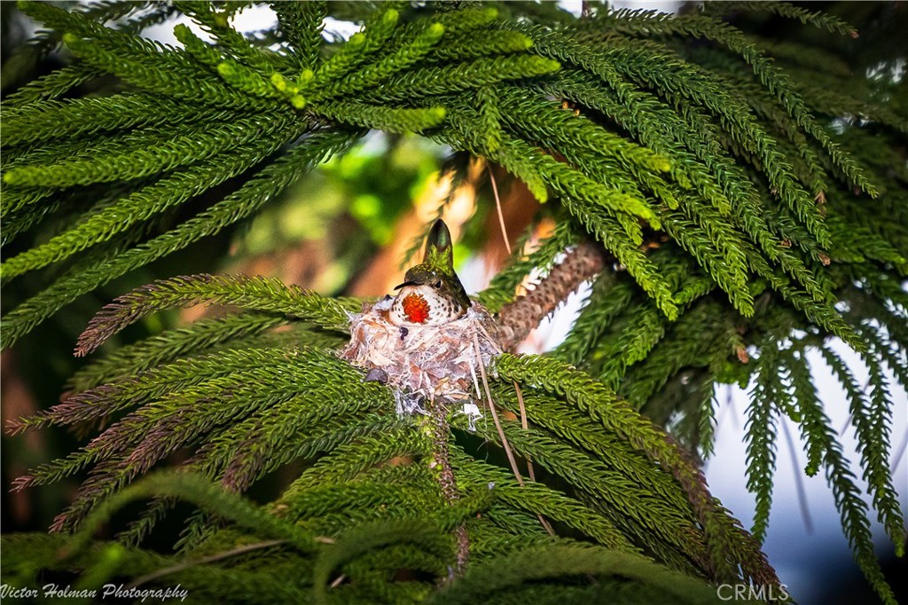 2216 El Capitan Drive Riverside, CA 92506 - Photo 39 of 39