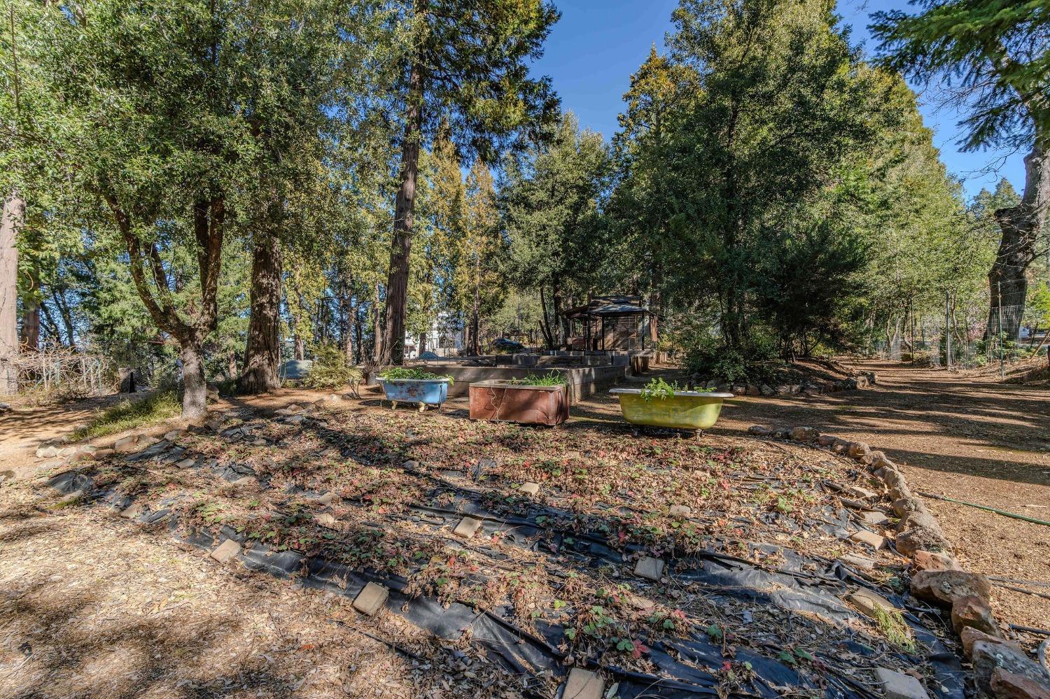 24985 Shake Ridge Road Volcano, CA 95689 - Photo 23 of 92 a backyard of a house with lots of green space