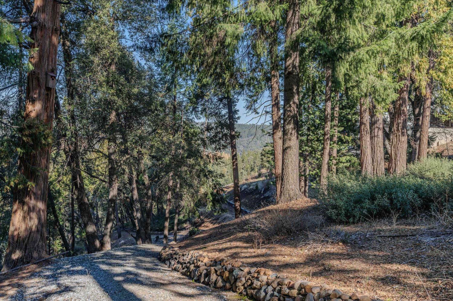 24985 Shake Ridge Road Volcano, CA 95689 - Photo 75 of 92 a view of a tree in front of a house