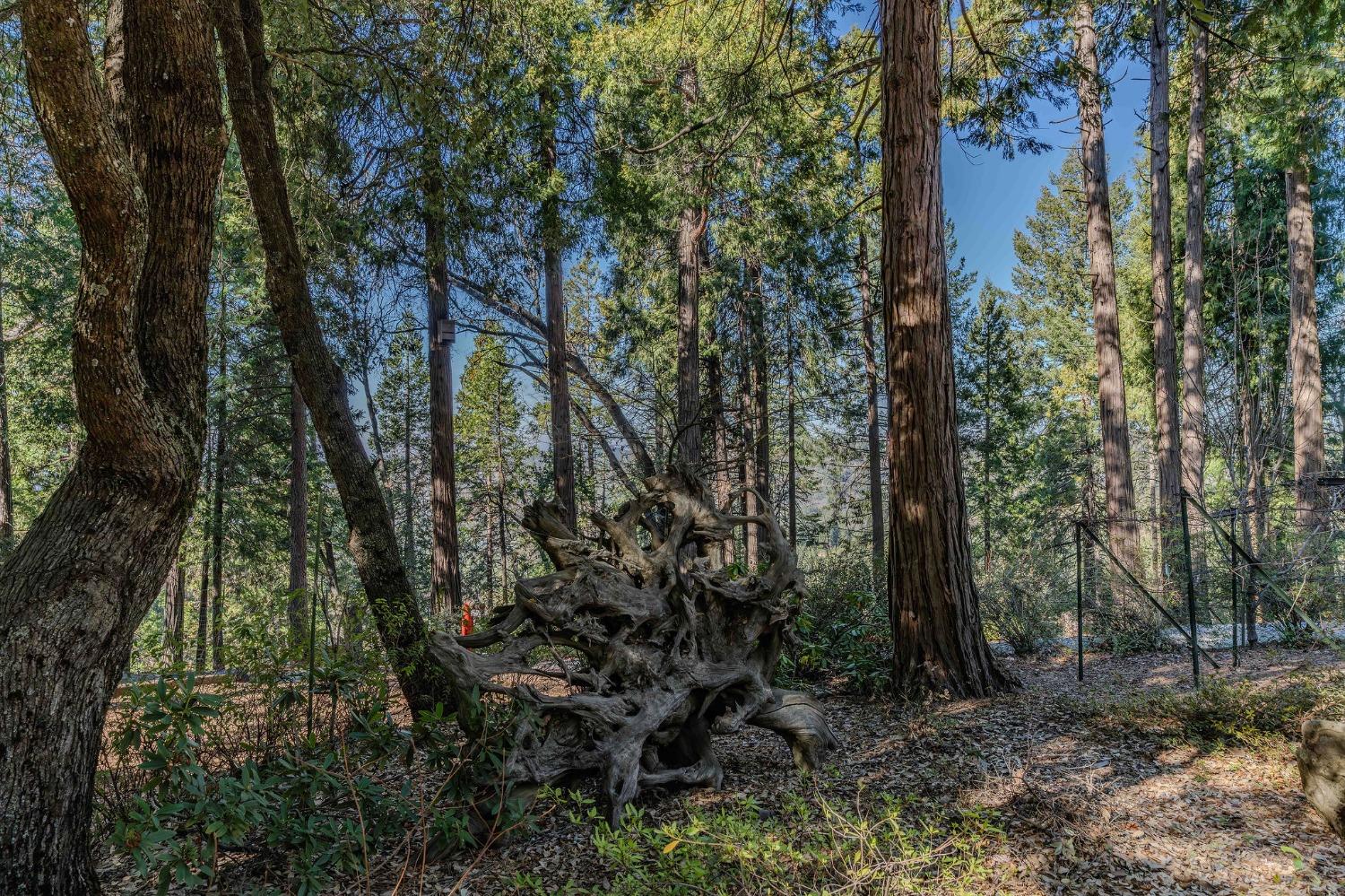 24985 Shake Ridge Road Volcano, CA 95689 - Photo 81 of 92 a view of forest