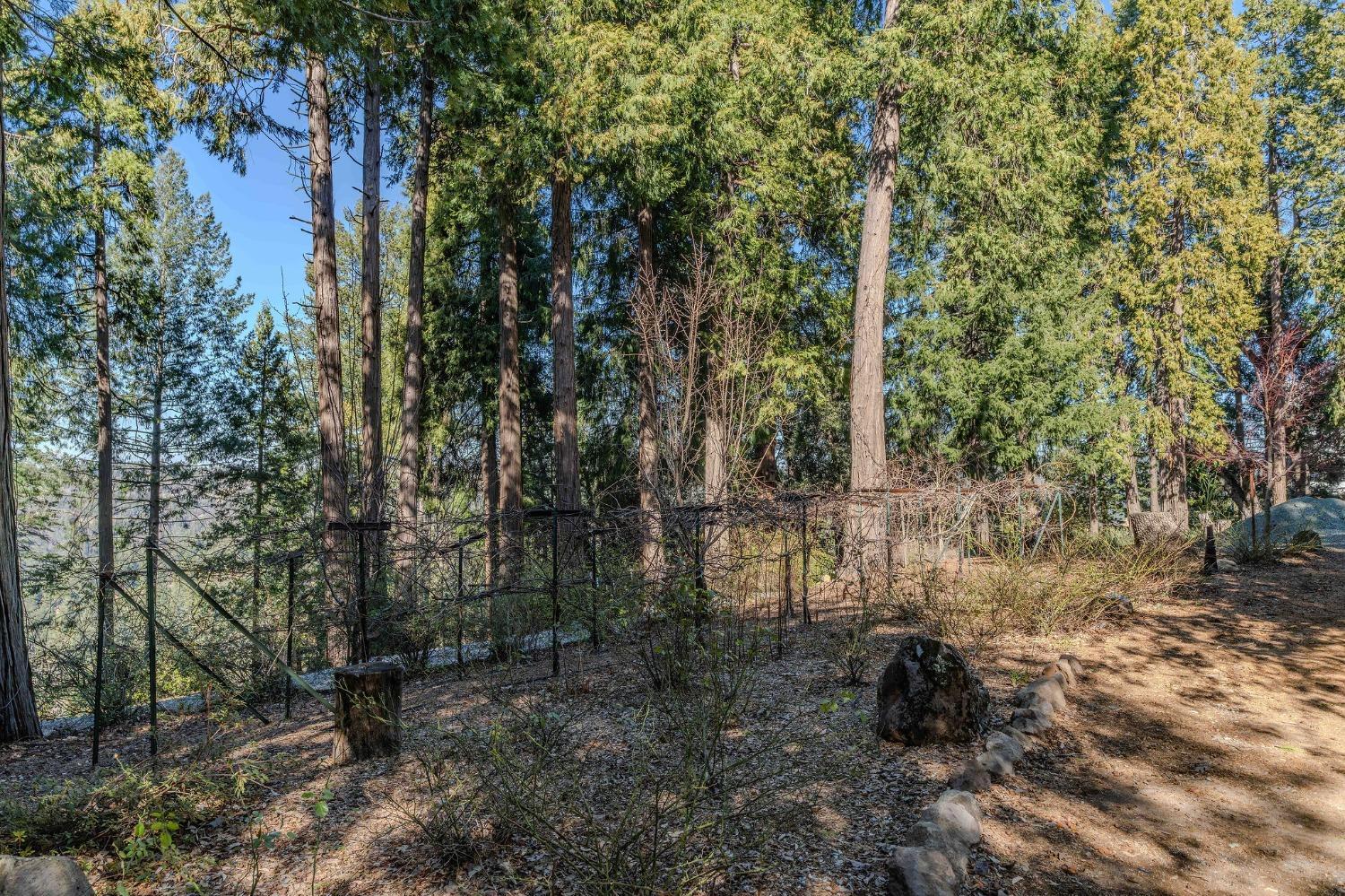 24985 Shake Ridge Road Volcano, CA 95689 - Photo 82 of 92