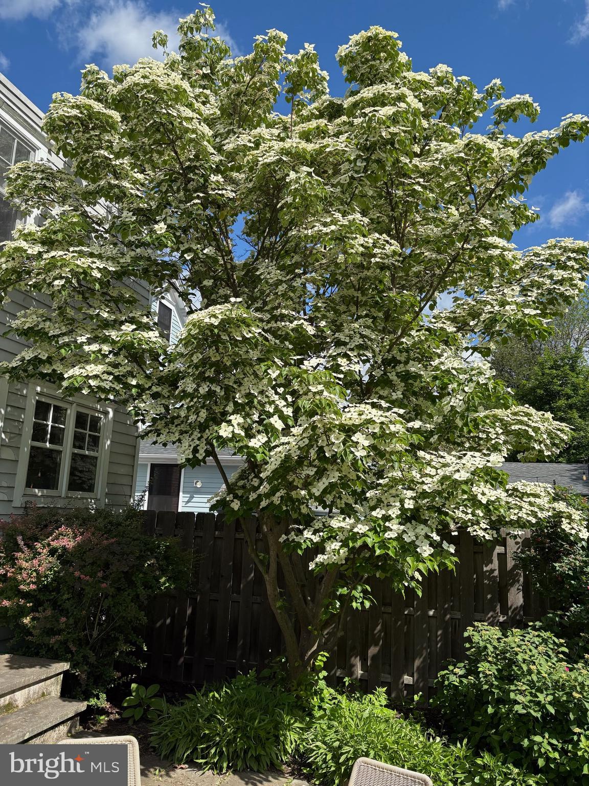 29 Chestnut Street Princeton, NJ 08542 - Photo 21 of 26 front view of a house with a tree
