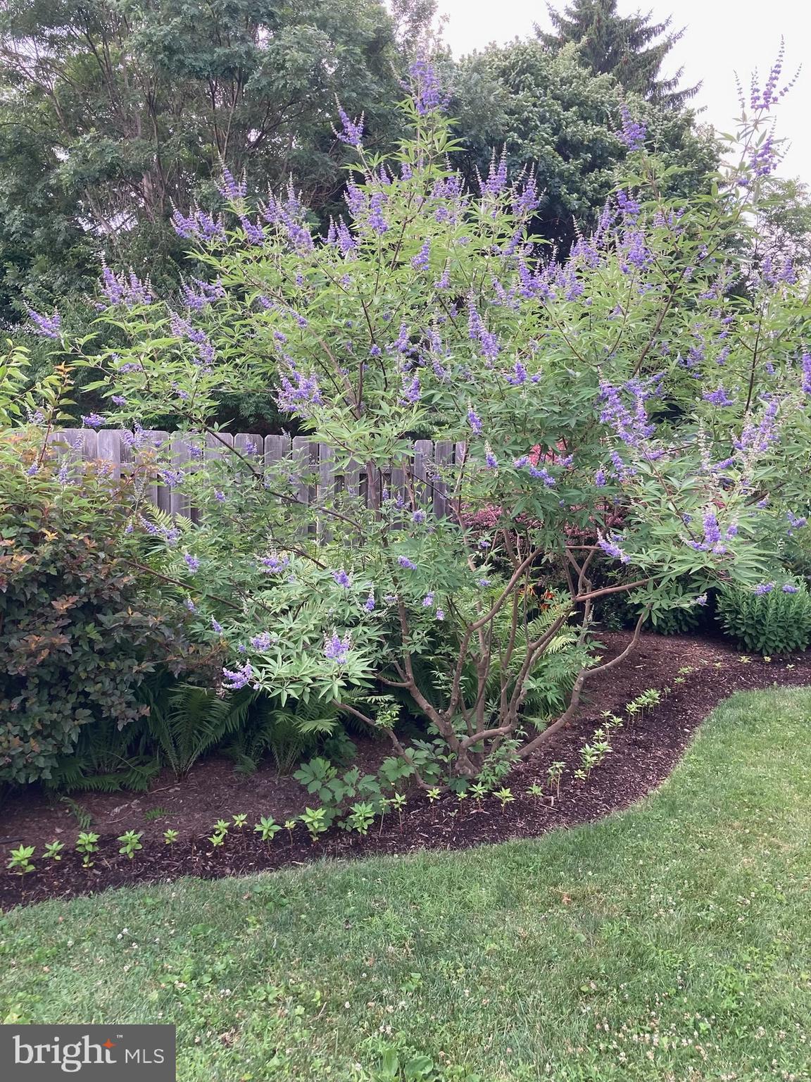 29 Chestnut Street Princeton, NJ 08542 - Photo 22 of 26 a view of a yard with plants and large trees