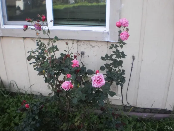 a view of front door and flowers