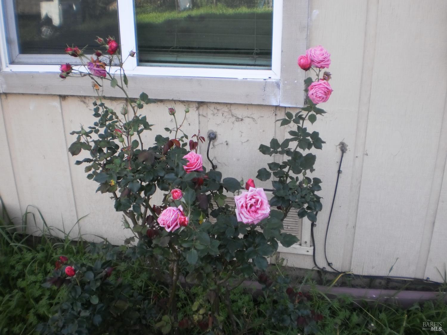 1911 Corby Avenue Santa Rosa, CA 95407 - Photo 1 of 19 a view of front door and flowers