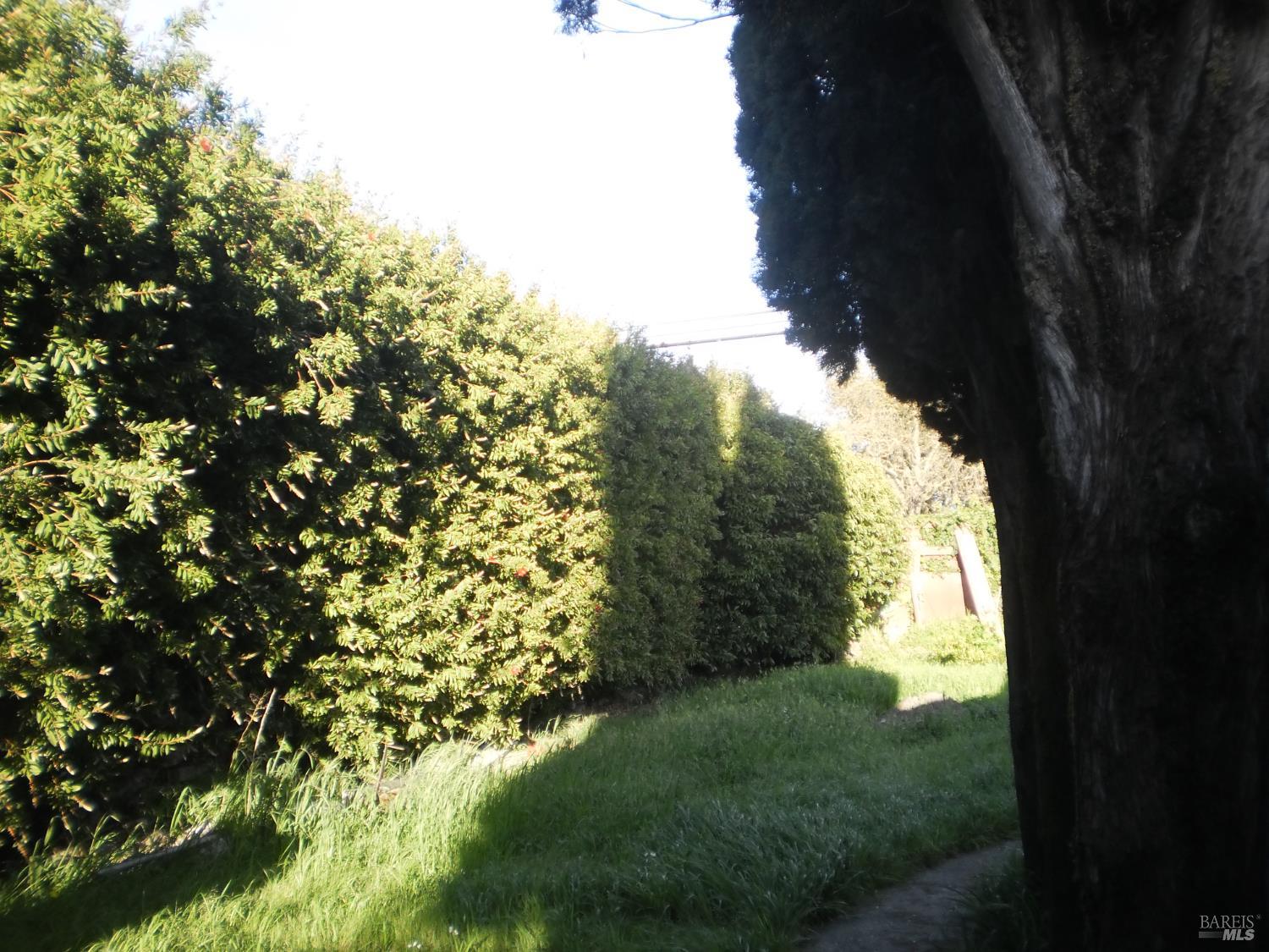 1911 Corby Avenue Santa Rosa, CA 95407 - Photo 4 of 19 a view of a yard with plants and a bench