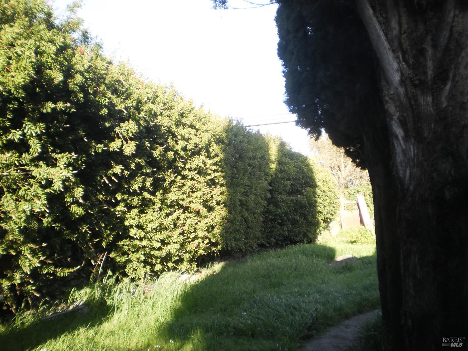 1911 Corby Avenue Santa Rosa, CA 95407 - Photo 8 of 19 a view of a yard with plants and a large tree