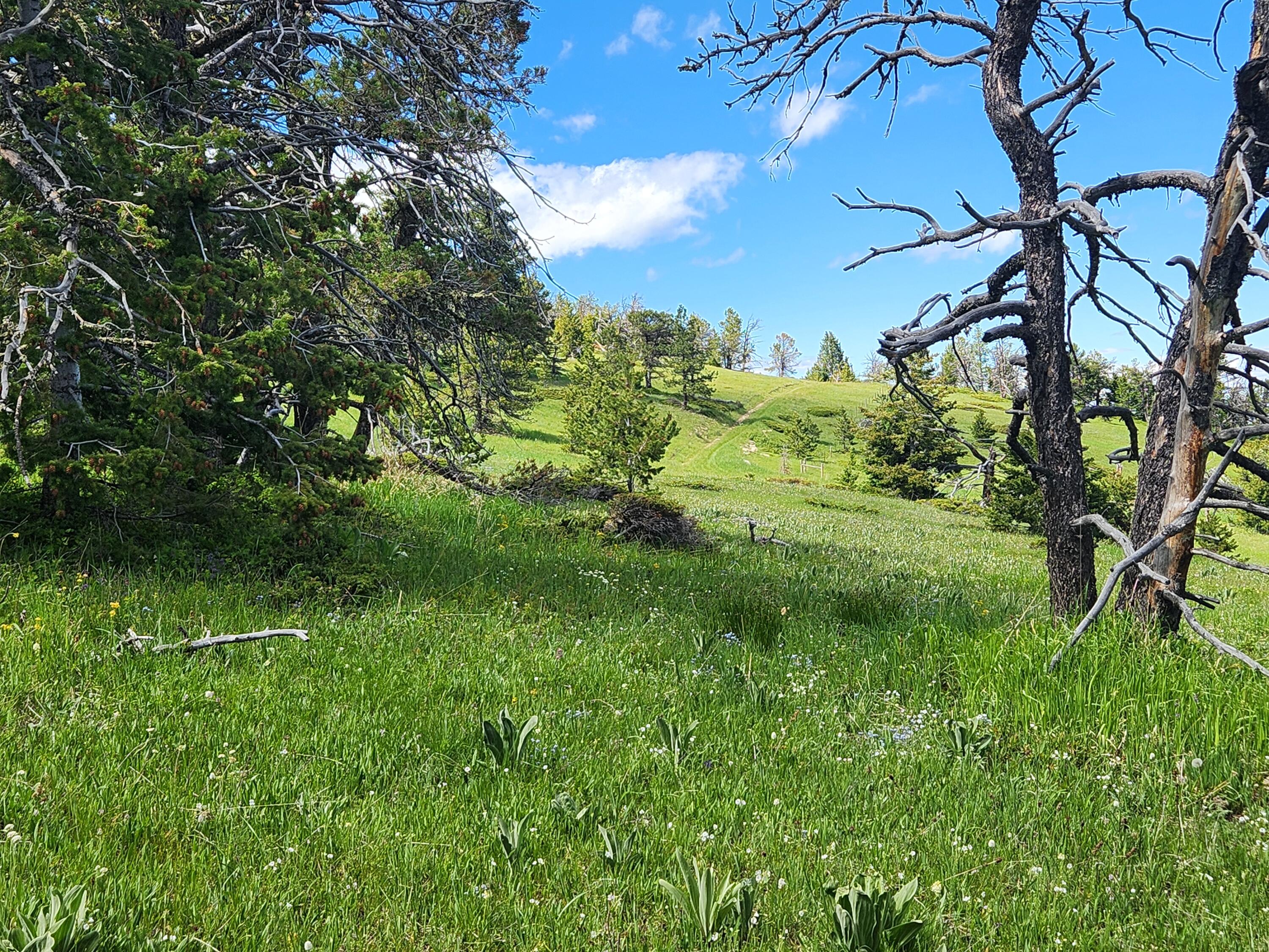 12 Blacktooth Road Big Horn, WY 82833 - Photo 11 of 25 Lot 12