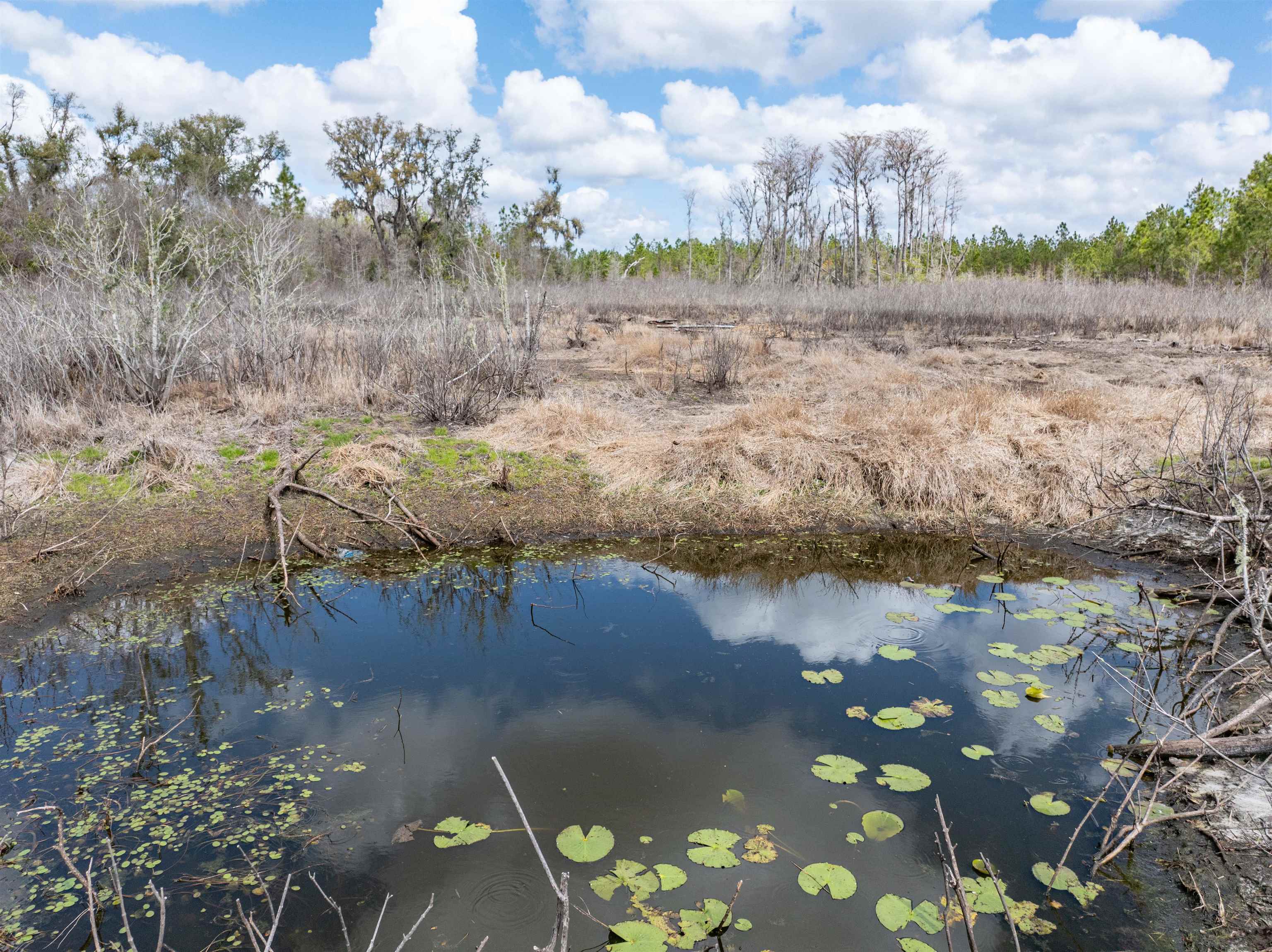 Vacant 40-acres Vacant 40-acres Ellison Frith Road Perry, FL 32347 - Photo 5 of 24