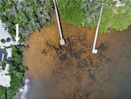 a view of a forest with large trees