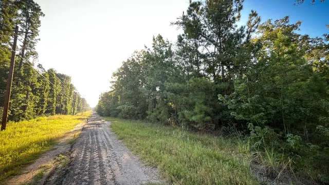 a view of a forest with trees in the background