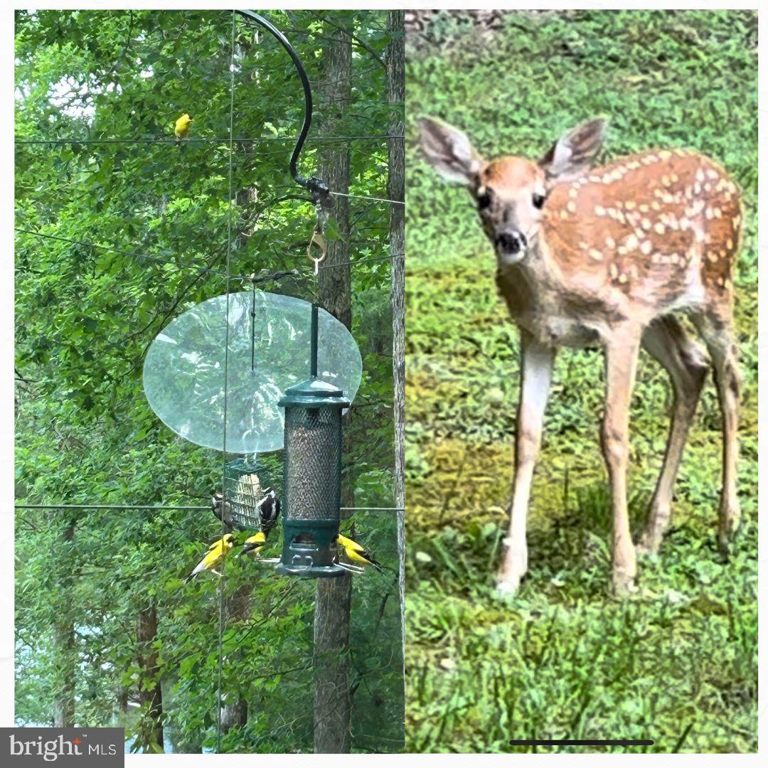 106 Oak Way Road Swanton, MD 21561 - Photo 38 of 47 Wildlife abounds!