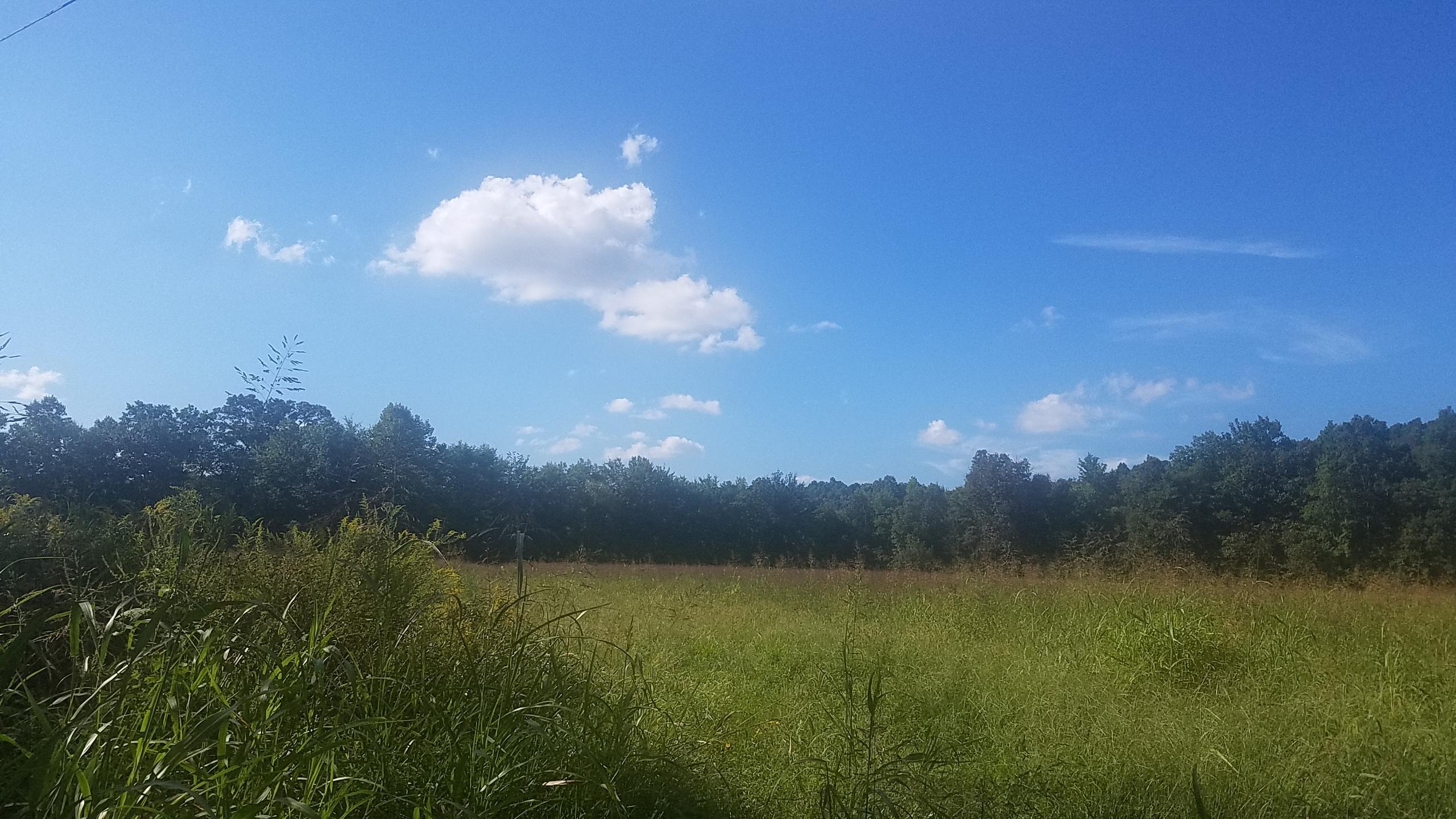 0 Riffe Creek Road Dunnville, KY 42528 - Photo 5 of 8 20180913_154838