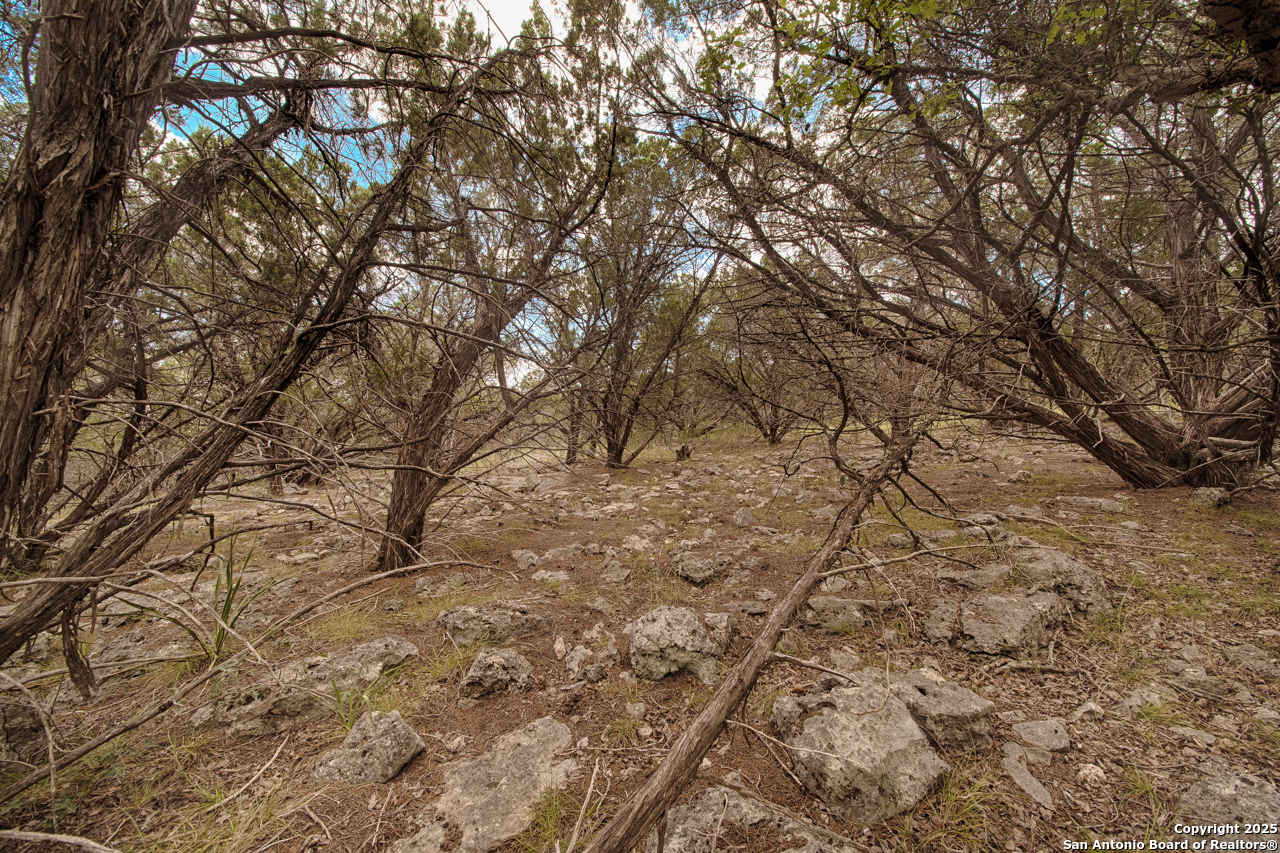 Tbd English Crossing Bandera, TX 78003 - Photo 12 of 18 a view of a yard with a tree