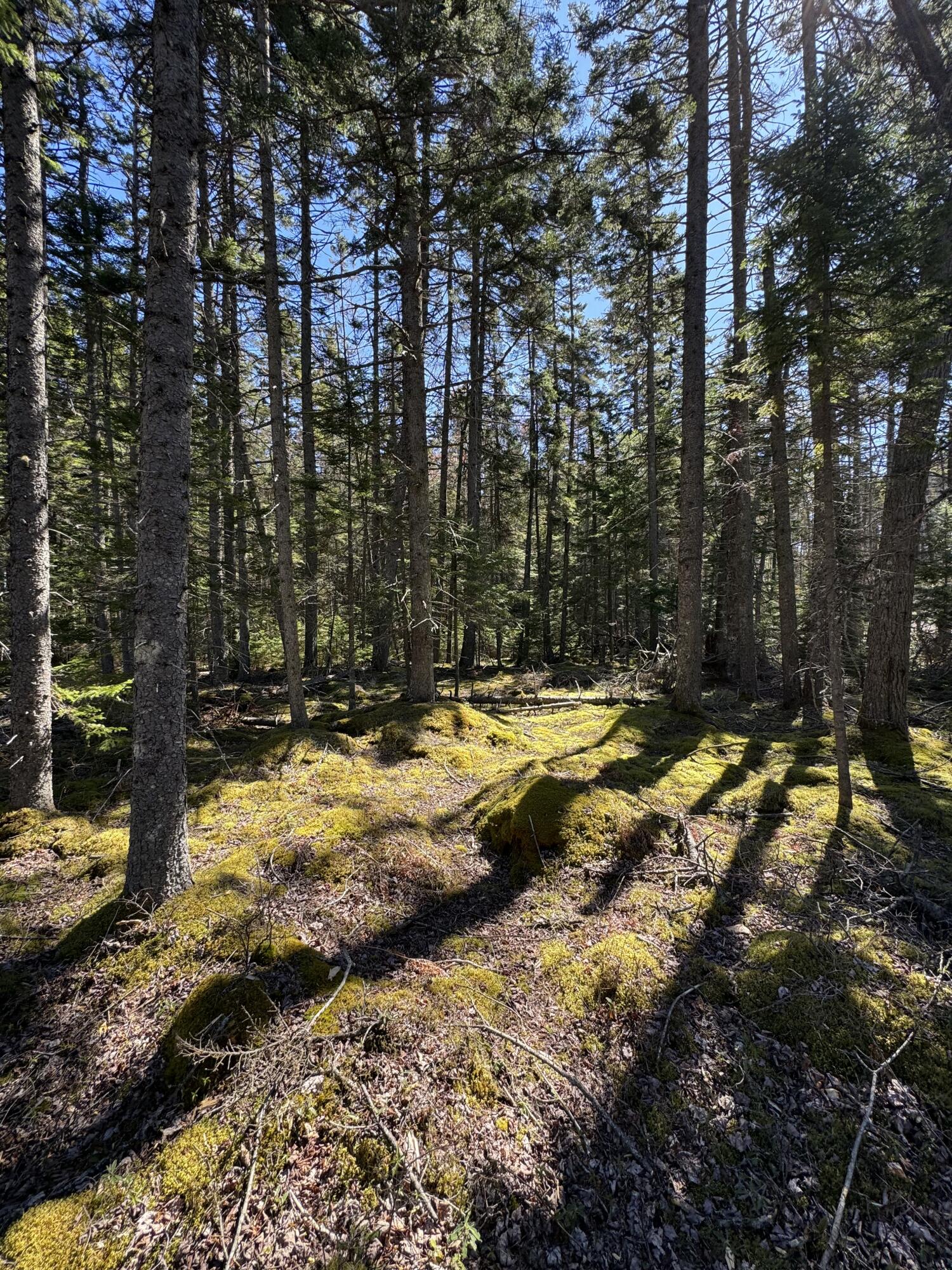 12 Jamestown Road Vinalhaven, ME 04863 - Photo 16 of 17