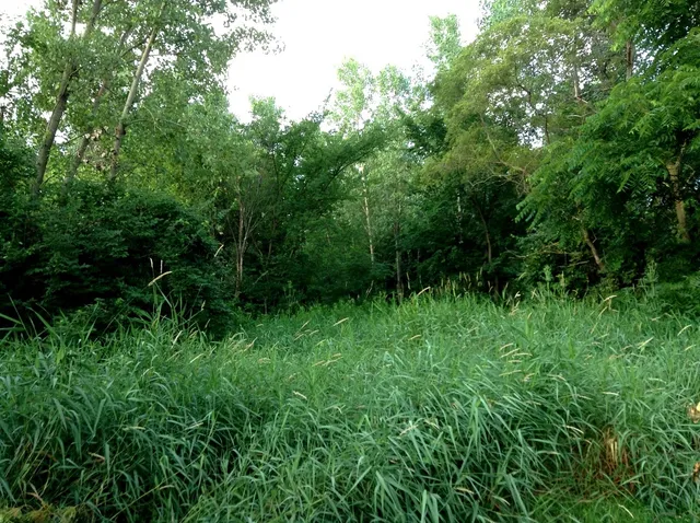a view of backyard with green space