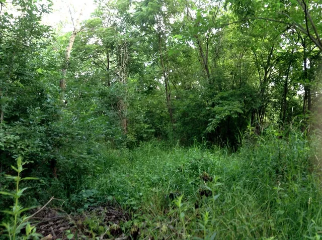 a view of a lush green forest