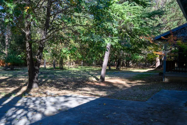 a view of a tree in the middle of a yard