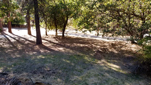 a view of tree trees in a yard