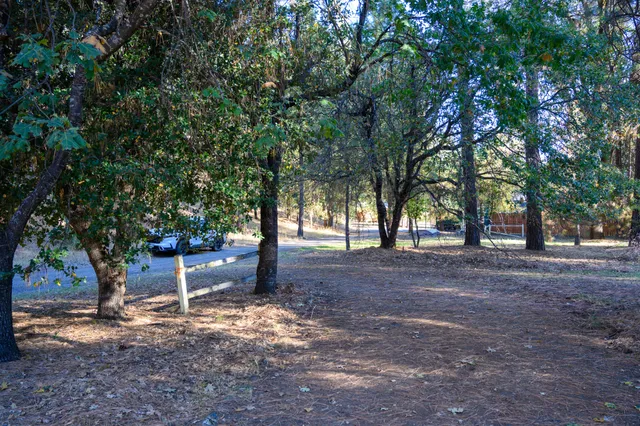 a view of a tree in the middle of a yard