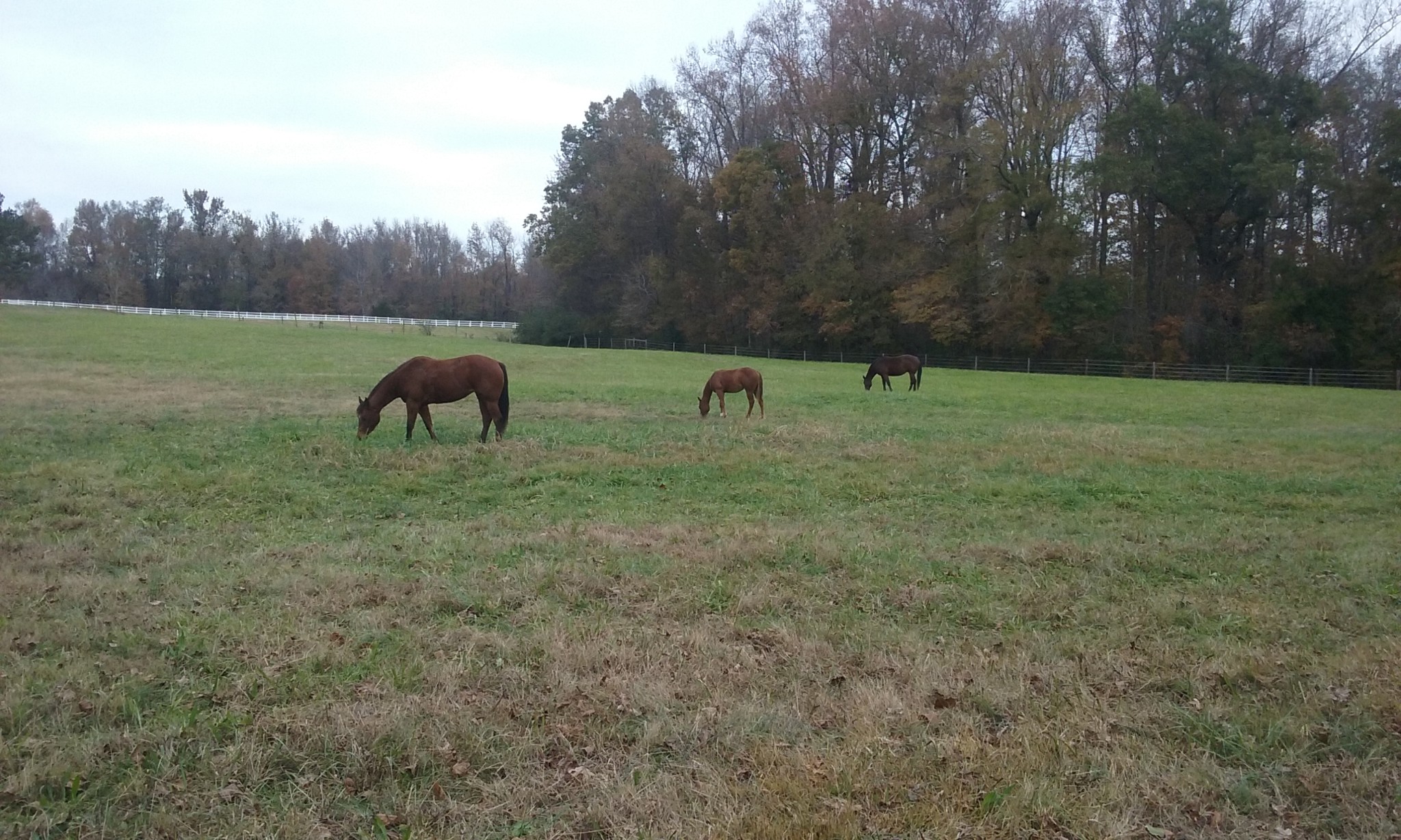 296 Mulberry Road Hazel Green, AL 35750 - Photo 91 of 92 Gallery Image 91